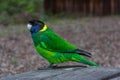 Australian Ringneck