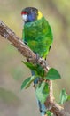 Australian Ringneck or Twenty-eight Parrot