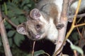 Australian ringtail possum Royalty Free Stock Photo