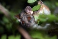 Australian ringtail possum