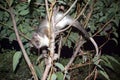 Australian ringtail possum Royalty Free Stock Photo