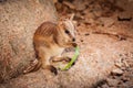 Baby Rock Wallaby Joey Australia