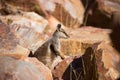 Australian Rock Wallaby Royalty Free Stock Photo