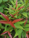 Australian Rose Apple, Brush Cherry, Creek lily Pilly, Creek Satinash Royalty Free Stock Photo