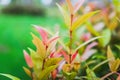 Australian Rose Apple/Brush Cherry/Creek Lily Pilly/Creek Satinash in the garden. Royalty Free Stock Photo