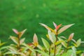 Australian Rose Apple/Brush Cherry/Creek Lily Pilly/Creek Satinash in the garden. Royalty Free Stock Photo