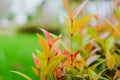 Australian Rose Apple/Brush Cherry/Creek Lily Pilly/Creek Satinash in the garden Royalty Free Stock Photo