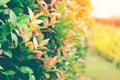 Australian Rose Apple,Brush Cherry,Creek Lily Pilly,Creek Satinash tree close up Royalty Free Stock Photo