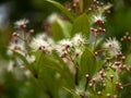 Australian Rose Apple with blur background Royalty Free Stock Photo