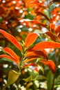 Australian Rose Apple tree Royalty Free Stock Photo