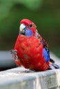 Australian rosella parrot bird red and blue in Sydney