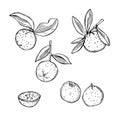 Australian Round Lime. Vector illustration