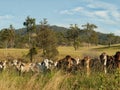 Australian rural landscape cattle country