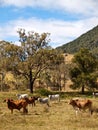 Australian Rural Scene Beef Cattle for Meat Royalty Free Stock Photo