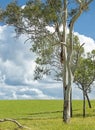 Australian Rural Scene