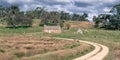 Australian Rural Scene