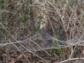 An Australian Russian Tent Spider Web Royalty Free Stock Photo