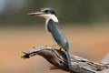 Sacred kingfisher