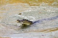 Australian salt water crocodile Royalty Free Stock Photo