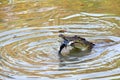 Australian salt water crocodile Royalty Free Stock Photo