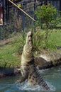 Australian salt water crocodile Royalty Free Stock Photo