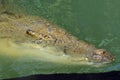 Australian salt water crocodile Royalty Free Stock Photo