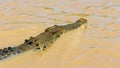 Australian Saltwater Crocodile in the Adelaide River