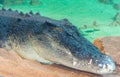 Australian saltwater crocodile Crocodylus porosus