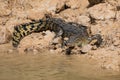 An Australian saltwater crocodile Crocodylus porosus on the muddy bank of a river in northern Australia Royalty Free Stock Photo