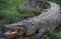 Australian Saltwater Crocodile or Estuarine Crocodile, crocodylus porosus, Adult with Open Mouth Regulating Body Temperature, Royalty Free Stock Photo