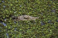 Australian Saltwater Crocodile or Estuarine Crocodile, crocodylus porosus, Adult camouflaged, Australia Royalty Free Stock Photo