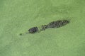 Australian Saltwater Crocodile or Estuarine Crocodile, crocodylus porosus, Adult camouflaged, Australia Royalty Free Stock Photo