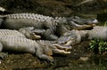 Australian Saltwater Crocodile or Estuarine Crocodile, crocodylus porosus, Adults, Australia Royalty Free Stock Photo