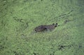 Australian Saltwater Crocodile or Estuarine Crocodile, crocodylus porosus, Head camouflaged in Duckweeds, Australia Royalty Free Stock Photo