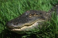 Australian Saltwater Crocodile or Estuarine Crocodile, crocodylus porosus, Portrait of Adult, Australia Royalty Free Stock Photo