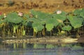 Australian Saltwater Crocodile in swamp