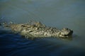 Australian Saltwater Crocodile in water