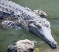 Australian saltwater crocodile in water Royalty Free Stock Photo