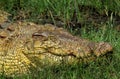 AUSTRALIAN SALWATER CROCODILE OR ESTUARINE CROCODILE crocodylus porosus, AUSTRALIA Royalty Free Stock Photo