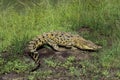 AUSTRALIAN SALWATER CROCODILE OR ESTUARINE CROCODILE crocodylus porosus Royalty Free Stock Photo