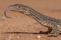 An Australian Sand Monitor or Gould`s Goanna flicking it`s tongue