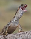 Australian Sand Monitor