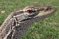 Australian Sand Monitor (Varanus gouldii) Royalty Free Stock Photo