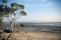 Australian sandy shoreline with tree