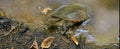 Australian Saw-shelled turtle Royalty Free Stock Photo