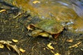 Australian Saw-shelled turtle Royalty Free Stock Photo