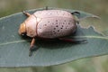 Australian Scarab or Christmas Beetle Royalty Free Stock Photo