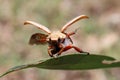 Australian Scarab or Christmas Beetle Royalty Free Stock Photo