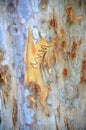 Australian Scribbly Gum bark Royalty Free Stock Photo