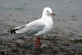 Australian Sea Gull in water Royalty Free Stock Photo